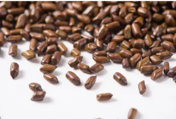 결명자차 효능과 영양성분&amp;#44; 주의점