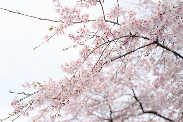 벚꽃, 봄 이미지