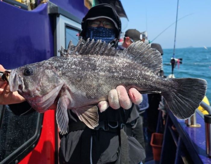 Winter Sea Bass Boat Fishing