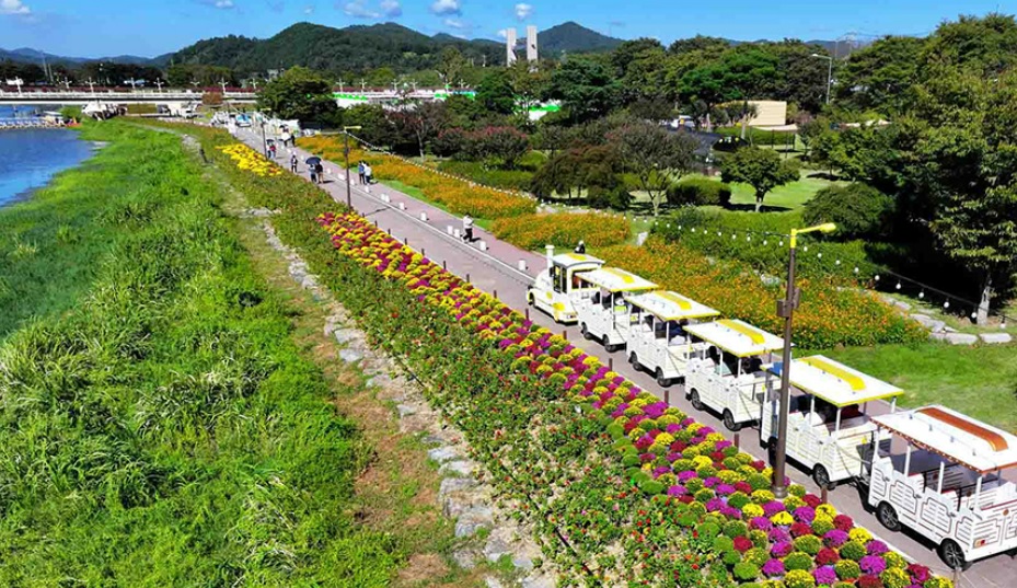 장성 황룡강 가을꽃 축제