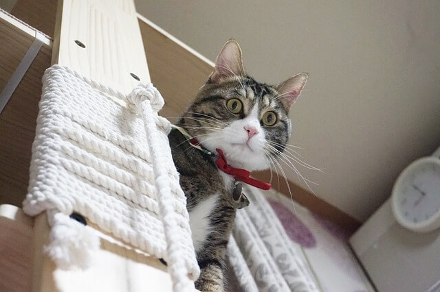 &amp;quot;고양이