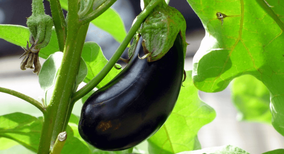 채소 가지 사진 - 21