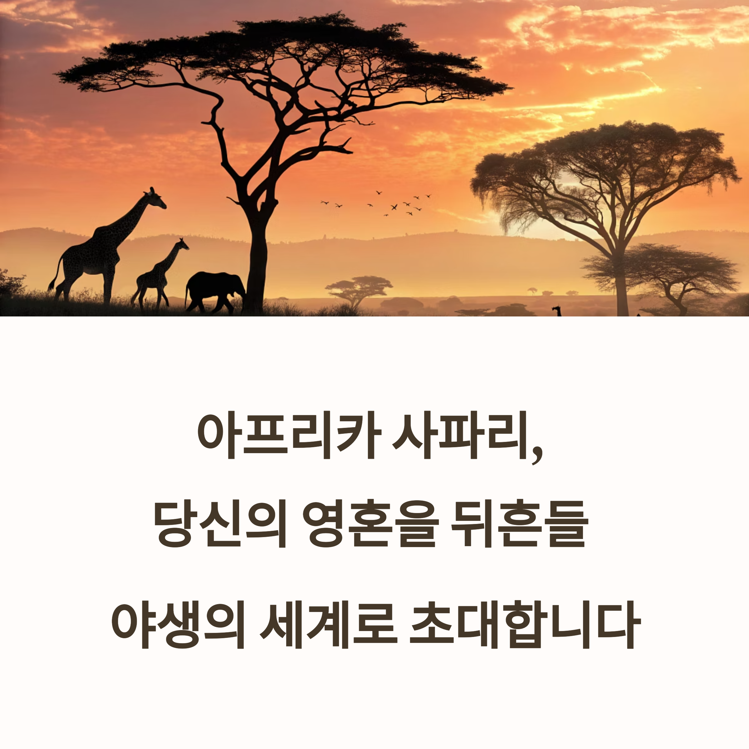 아프리카 사파리, 동물의 왕국을 눈앞에서
