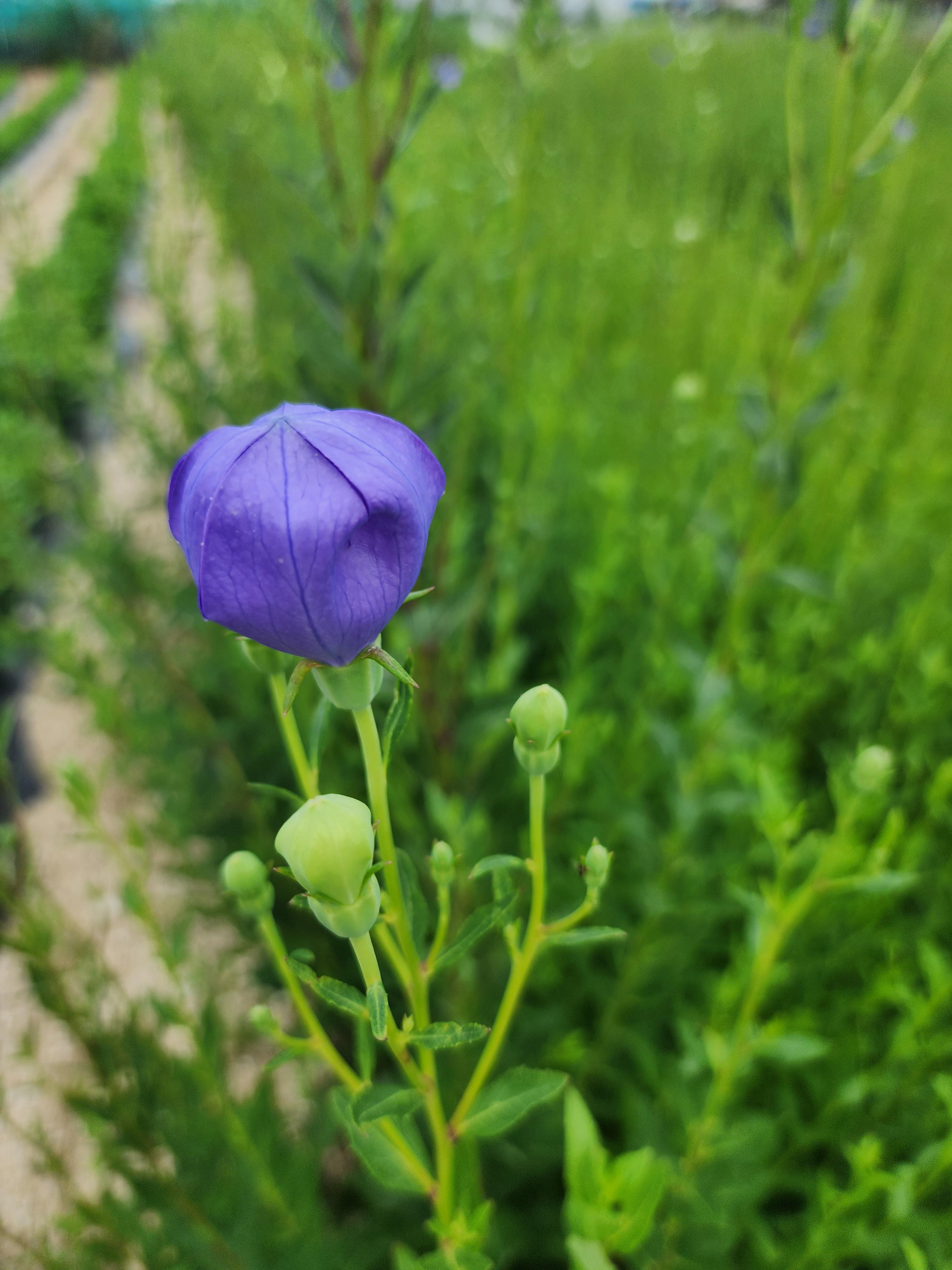 잊혀진 꽃, 도라지 - 뿌리에 숨은 진심의 이야기