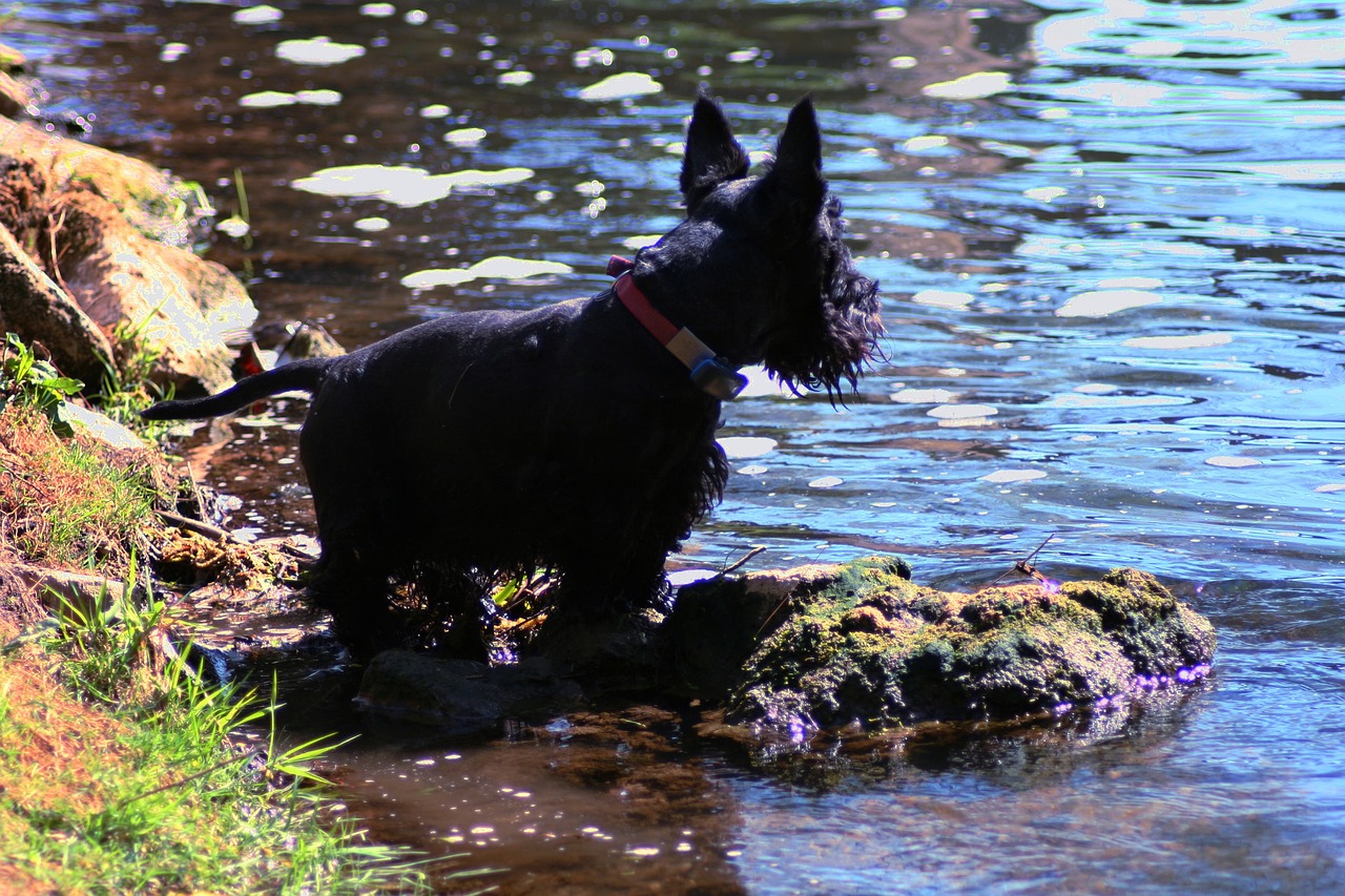 스코티시 테리어(Scottish Terrier)4