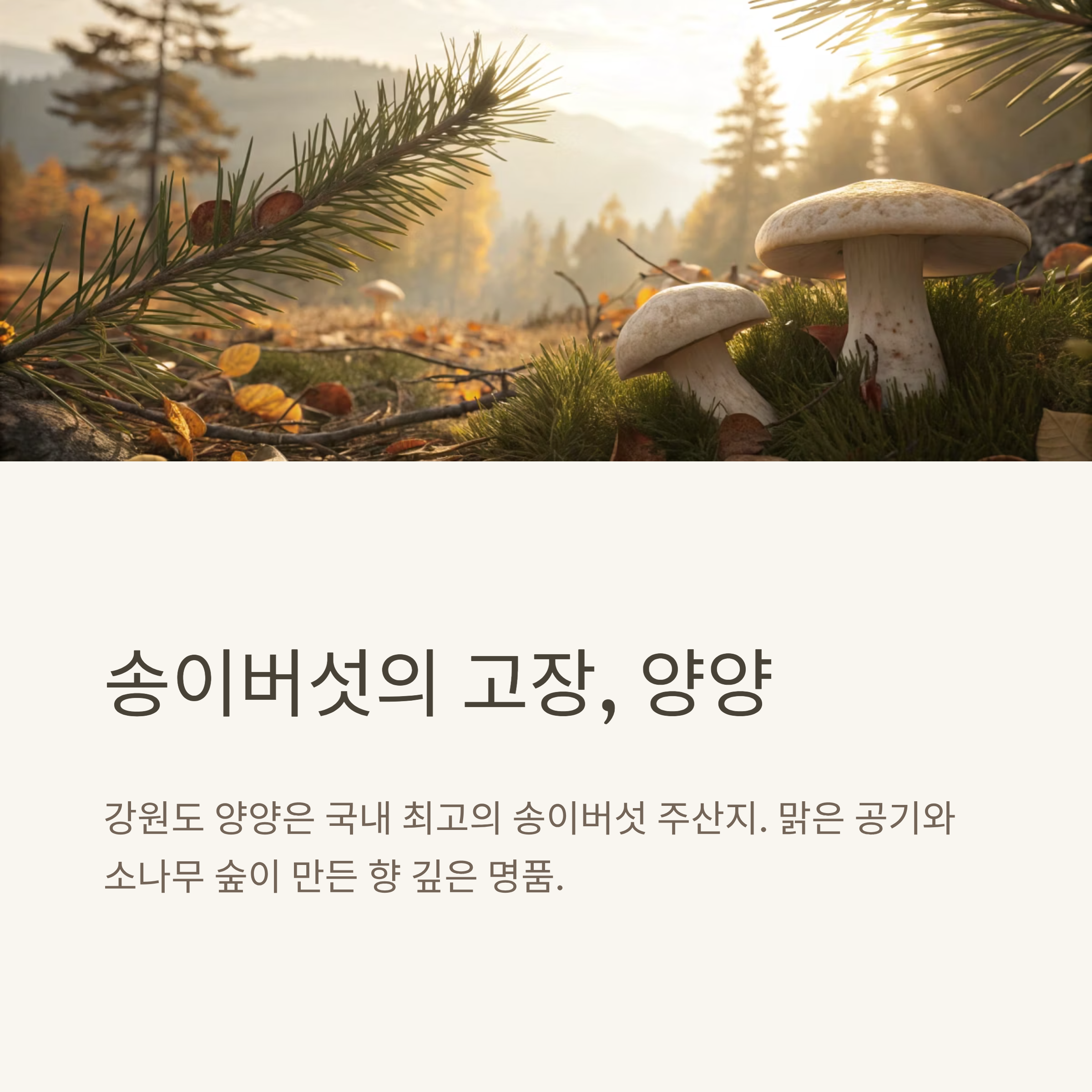 양양 송이버섯 가격 2025 실시간 시세|올해 왜 이렇게 비쌀까? 산지 직송 정보 총정리