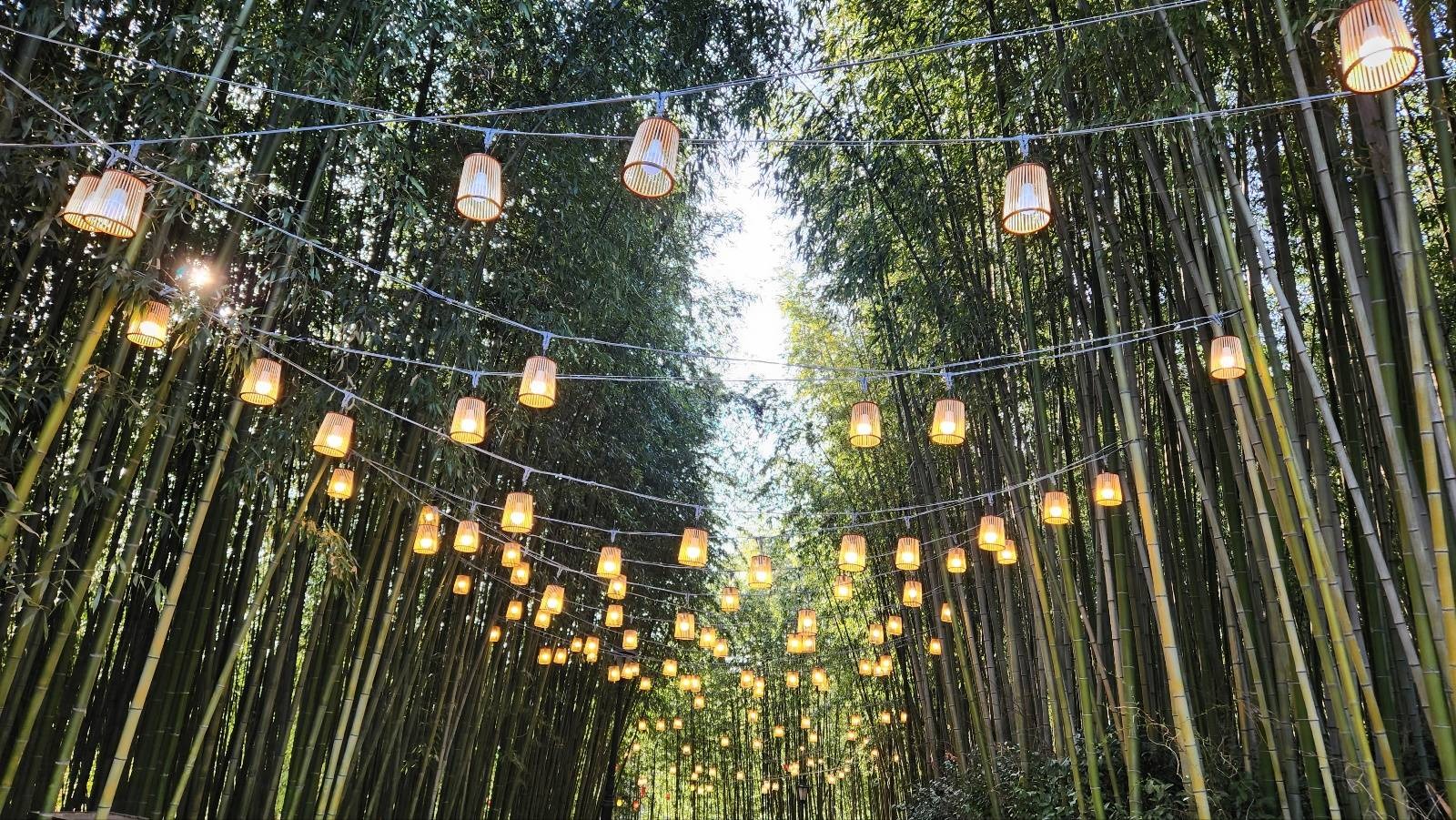 담양 대나무축제