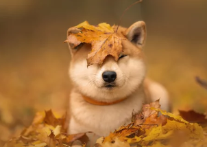 시바견/출처:어도비스톡