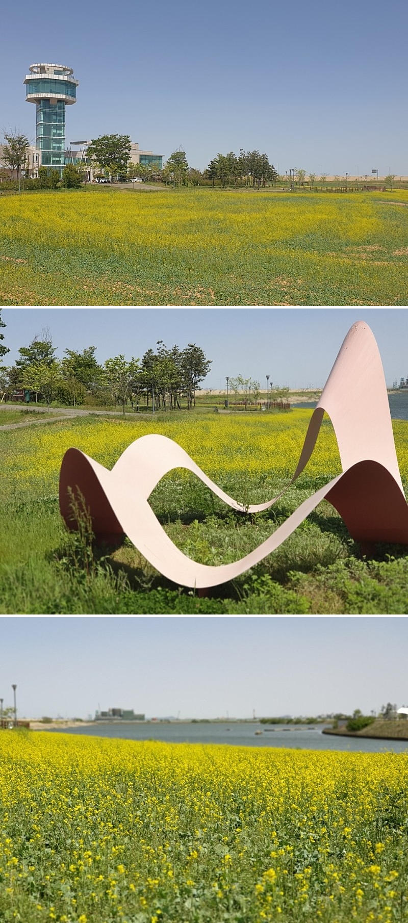 당진시-석문방조제-유채꽃밭