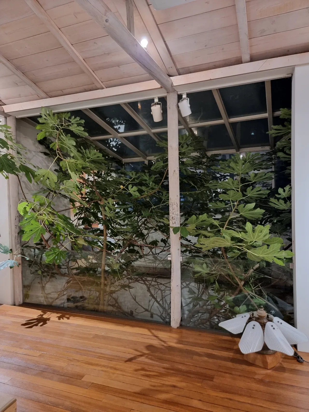 천장에-온실유리창-무성한-나무잎