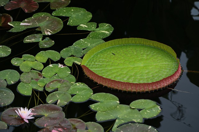 물_위에_떠있는_연잎들