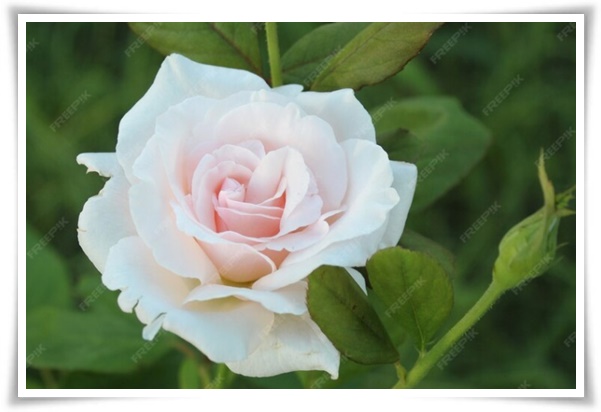 "장미" 천 년의 사랑을 품은 아름다움의 상징 매혹적인 꽃!고