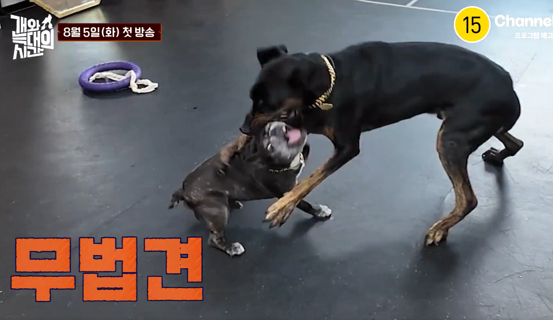 개와 늑대의 시간