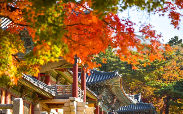 불국사 단풍