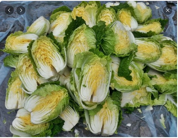 2025년 김장준비! 절임배추 예약하는 방법&amp;#44; 할인&amp;#44; 배송하는 방법