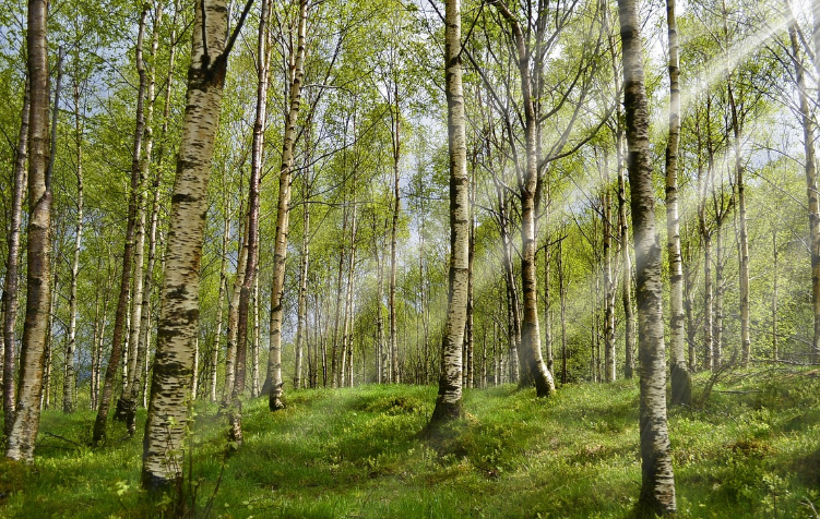 자작나무 숲 사진