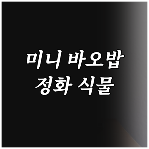 미니 바오밥 vs 공기정화 식물 초보..