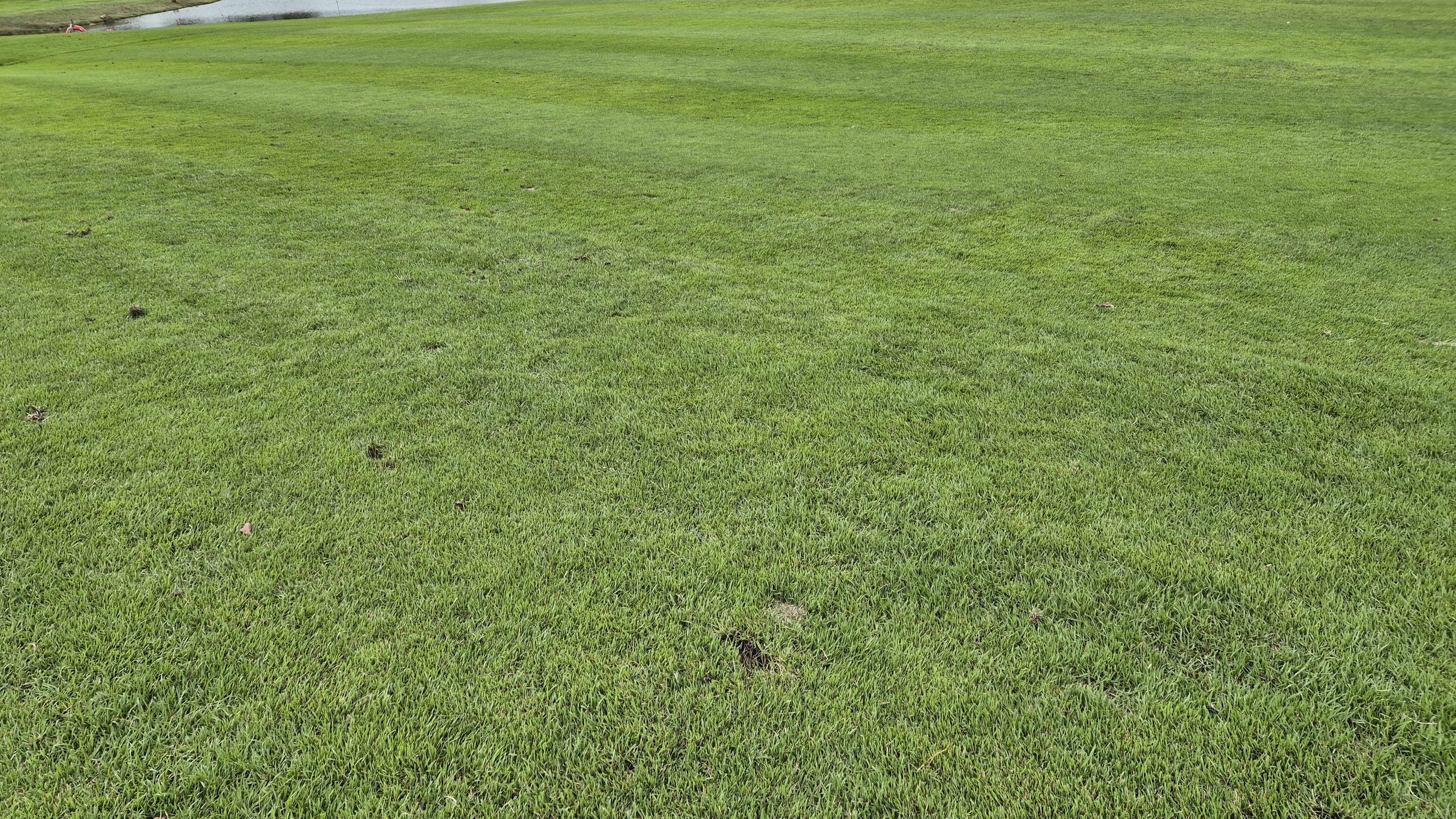 파인스톤cc 페어웨이 관리상태