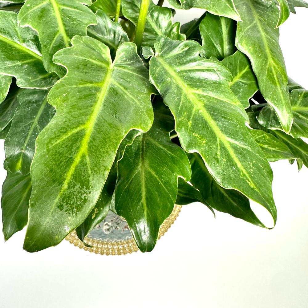 실내식물 추천 셀렘 키우는 법 물주기