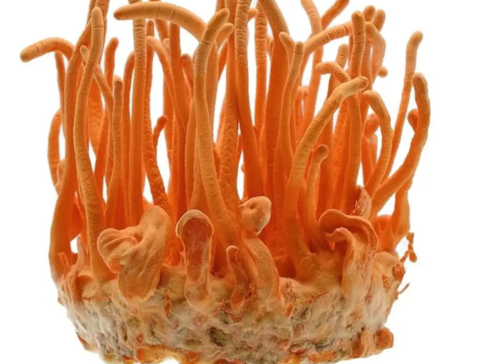 동충하초의 뇌 혈류 개선 효과