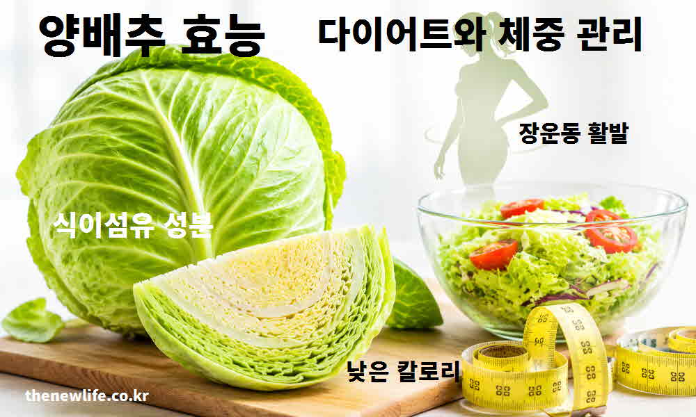 양배추 효능 다이어트 체중 관리