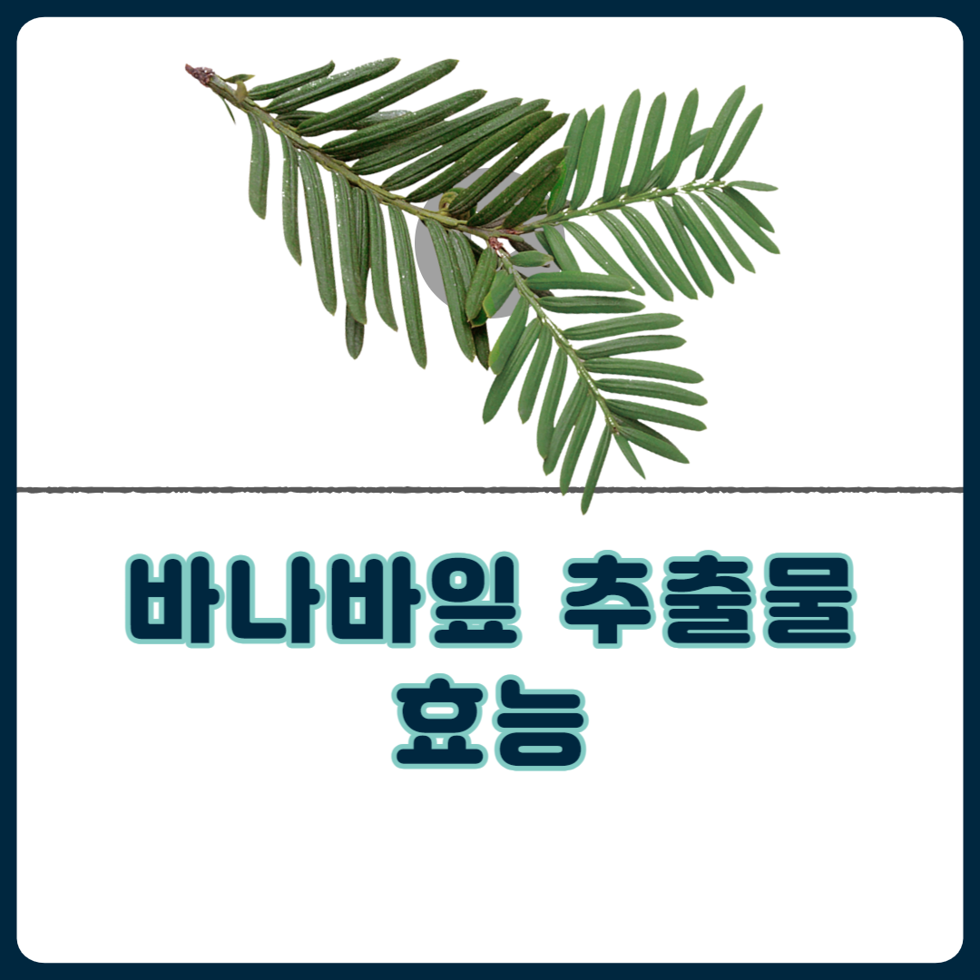 바나바잎_추출물_효능_부작용_섭취방법_제품_고르는_팁