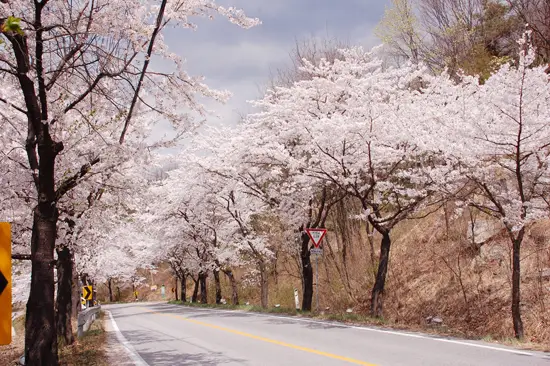 제천 청풍호 벚꽃