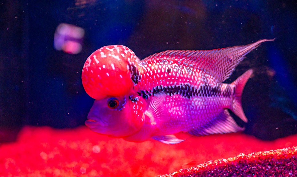 제주 동쪽 가볼만한곳 (아쿠아플라넷 제주)