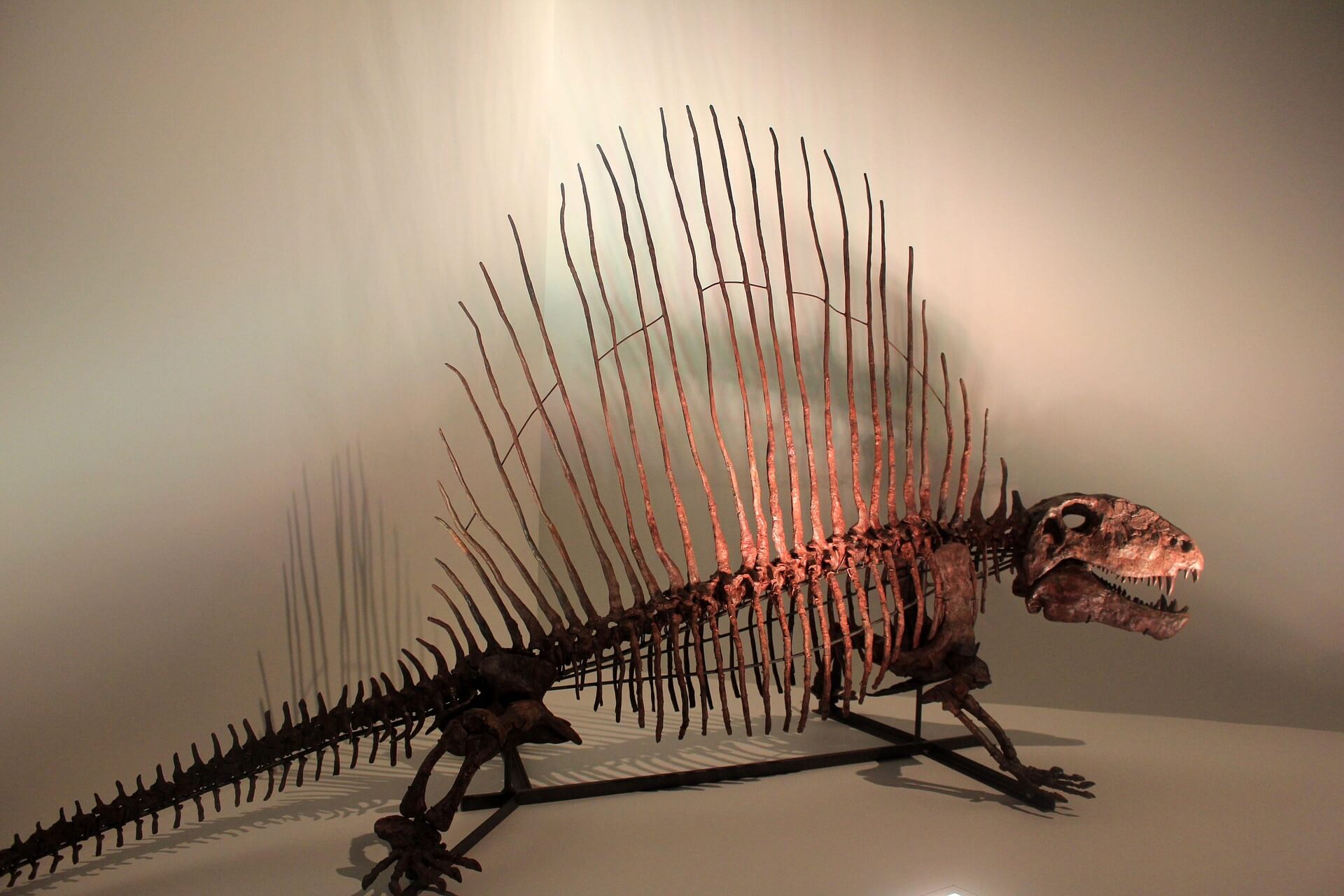 어린 개체 화석의 압착 변형을 복원하는 3D 리컨스트럭션 기본 흐름