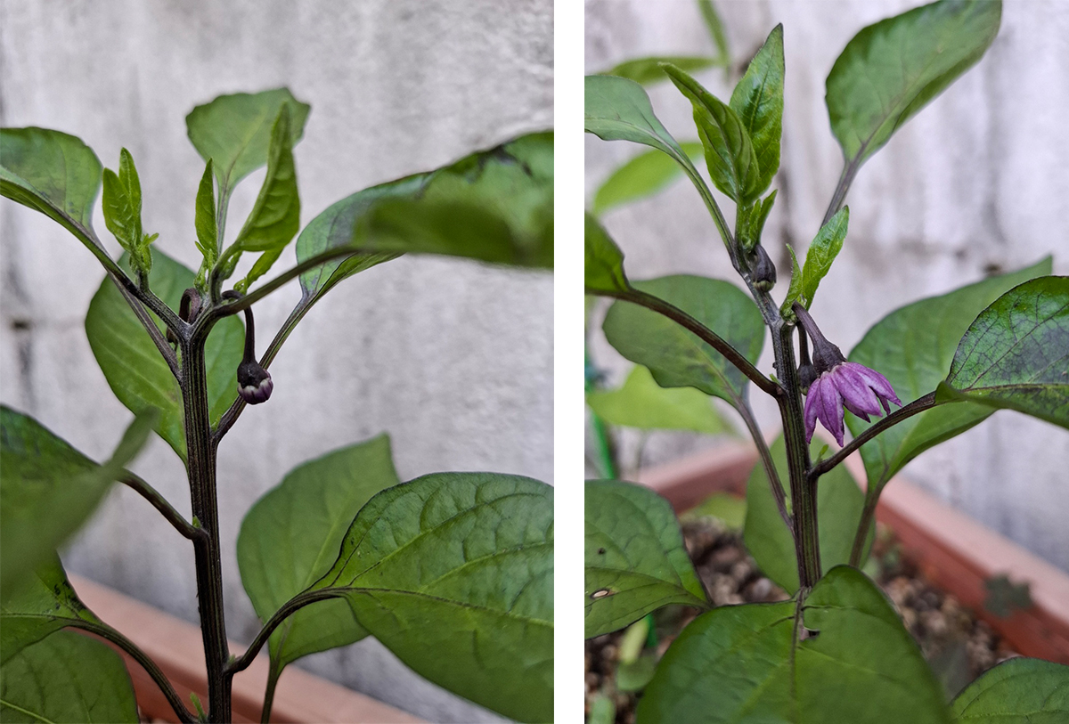 꽃이 피기 시작한 가지 고추
꽃의 색이 가지빛 보라색이다