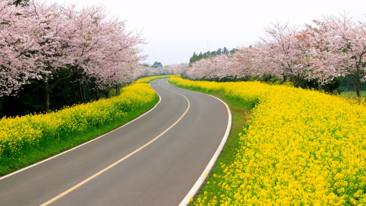 2025 제주 왕벚꽃 축제 숙소 & 맛집 추천! 근처 가볼만한 곳까지 총정리