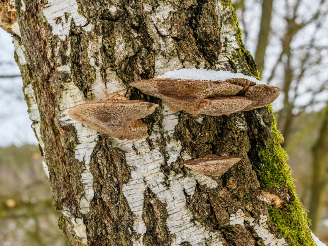 당뇨관리에 도움을 주는 상황버섯