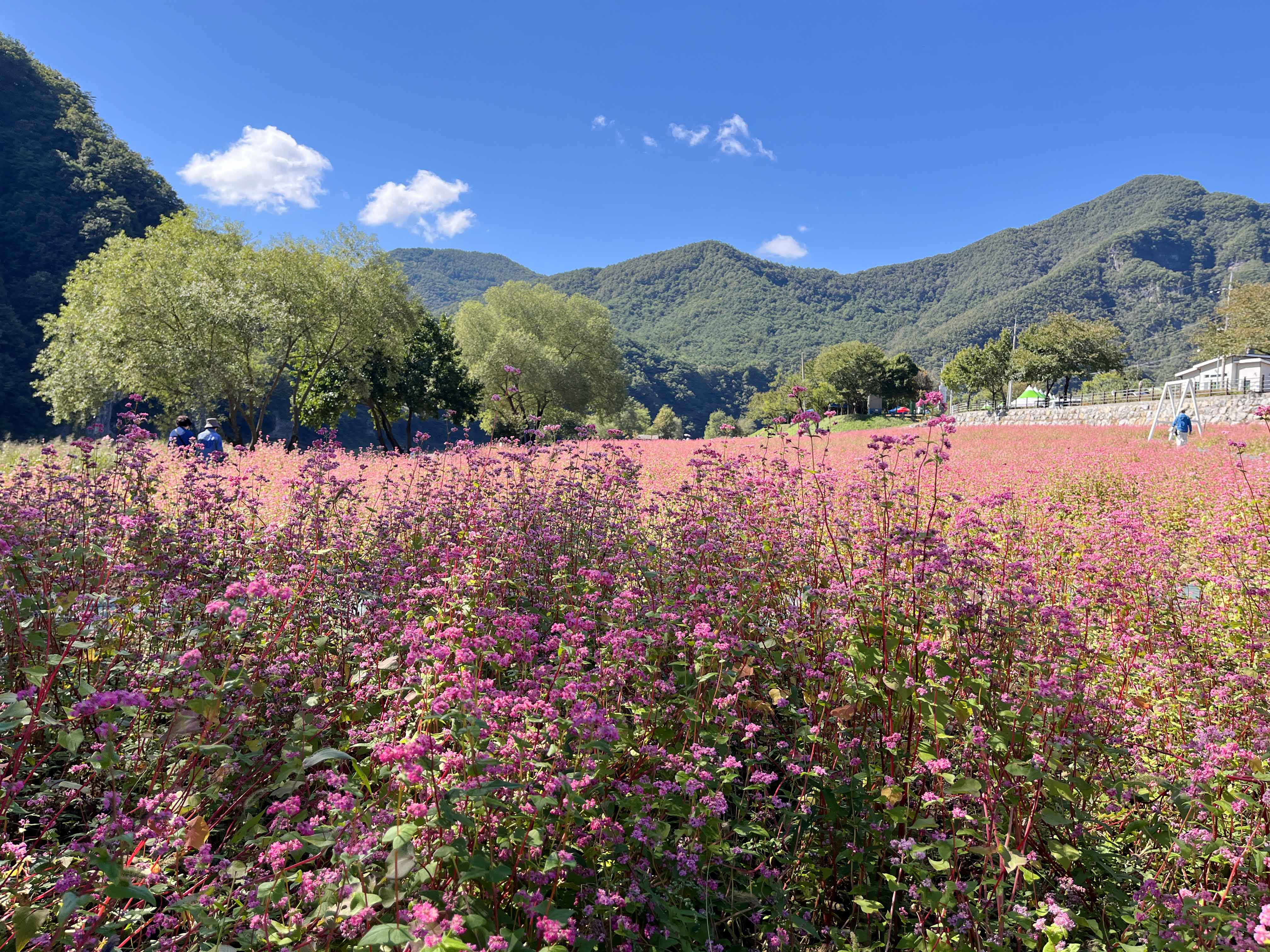 영월 동강 붉은 메밀꽃 축제 홍메밀축제