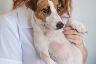 피부병있는 강아지 사진/출처:어도비스톡