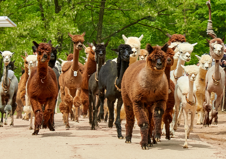 홍천 알파카월드