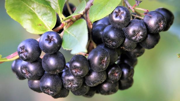 아로니아 효능, 섭취 방법, 부작용 알아보기