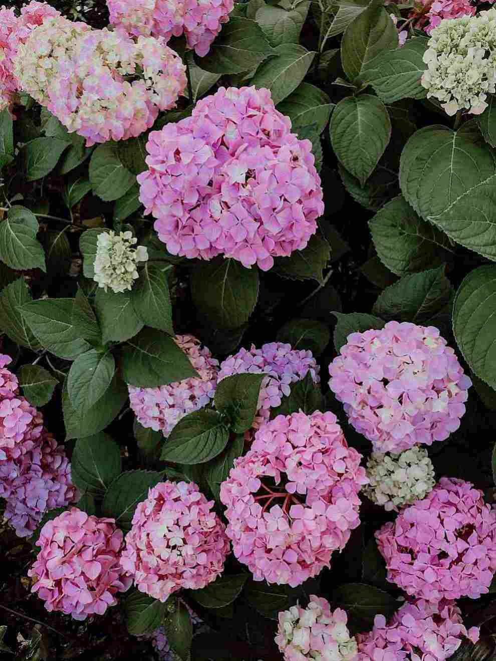 남부면 수국축제