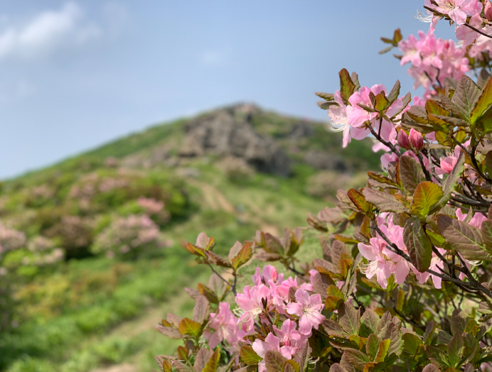 [5월 봄꽃 축제]2025 영주 소백산 철쭉제❘기본 정보, 프로그램, 개화상황 정리