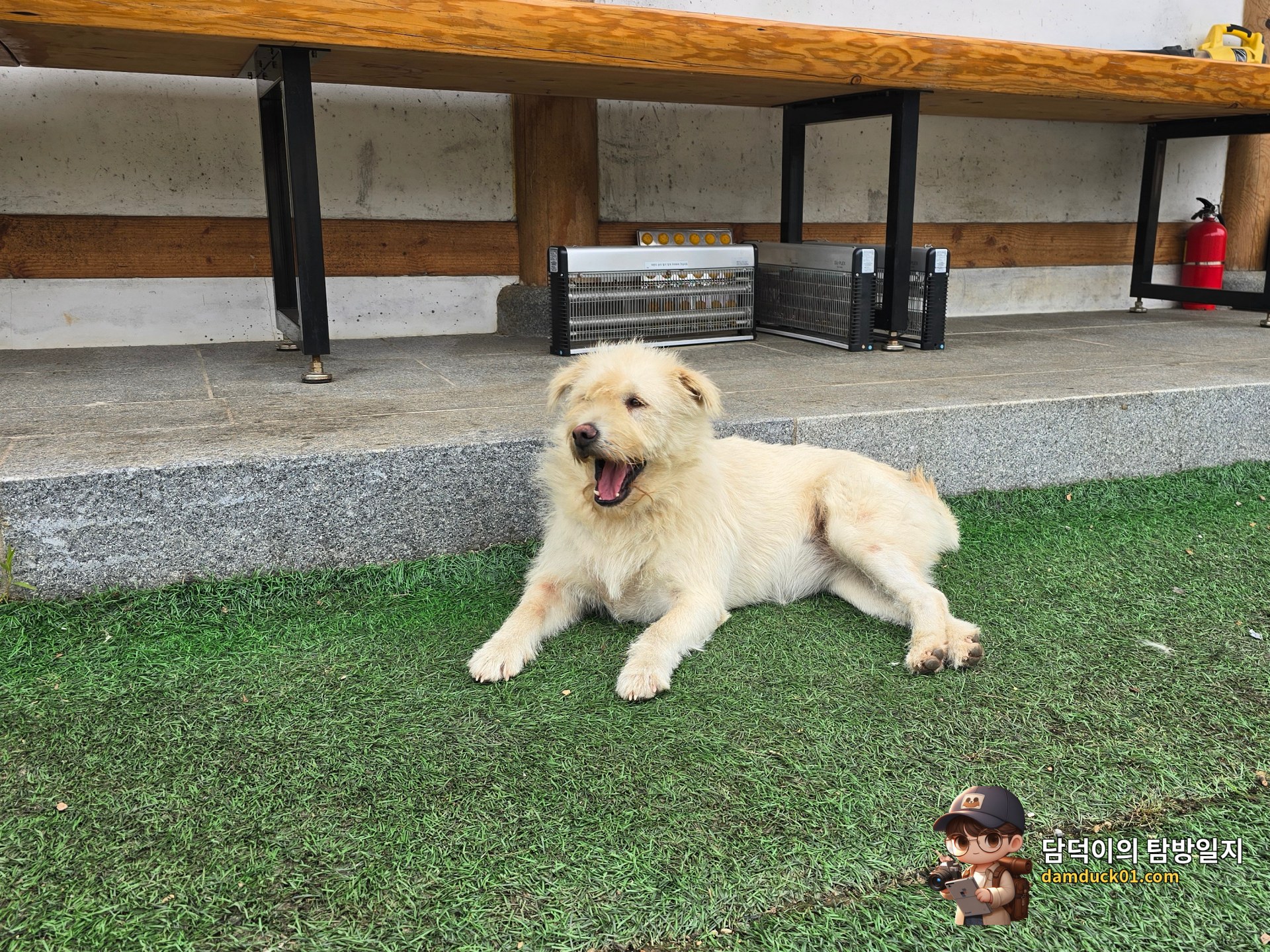 금산돈