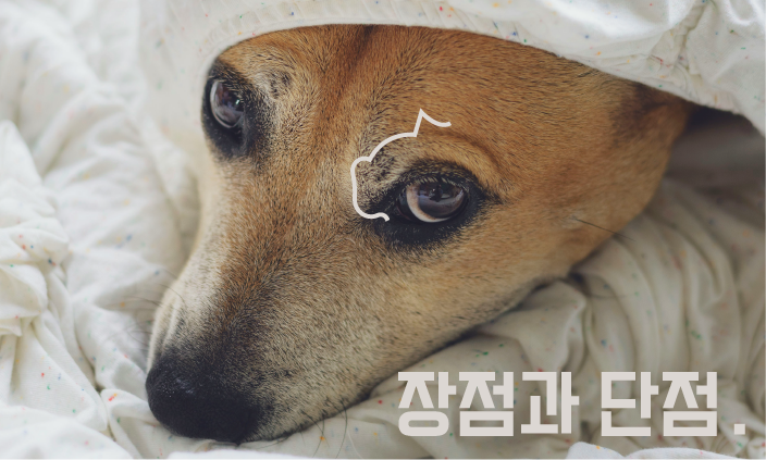 강아지-중성화