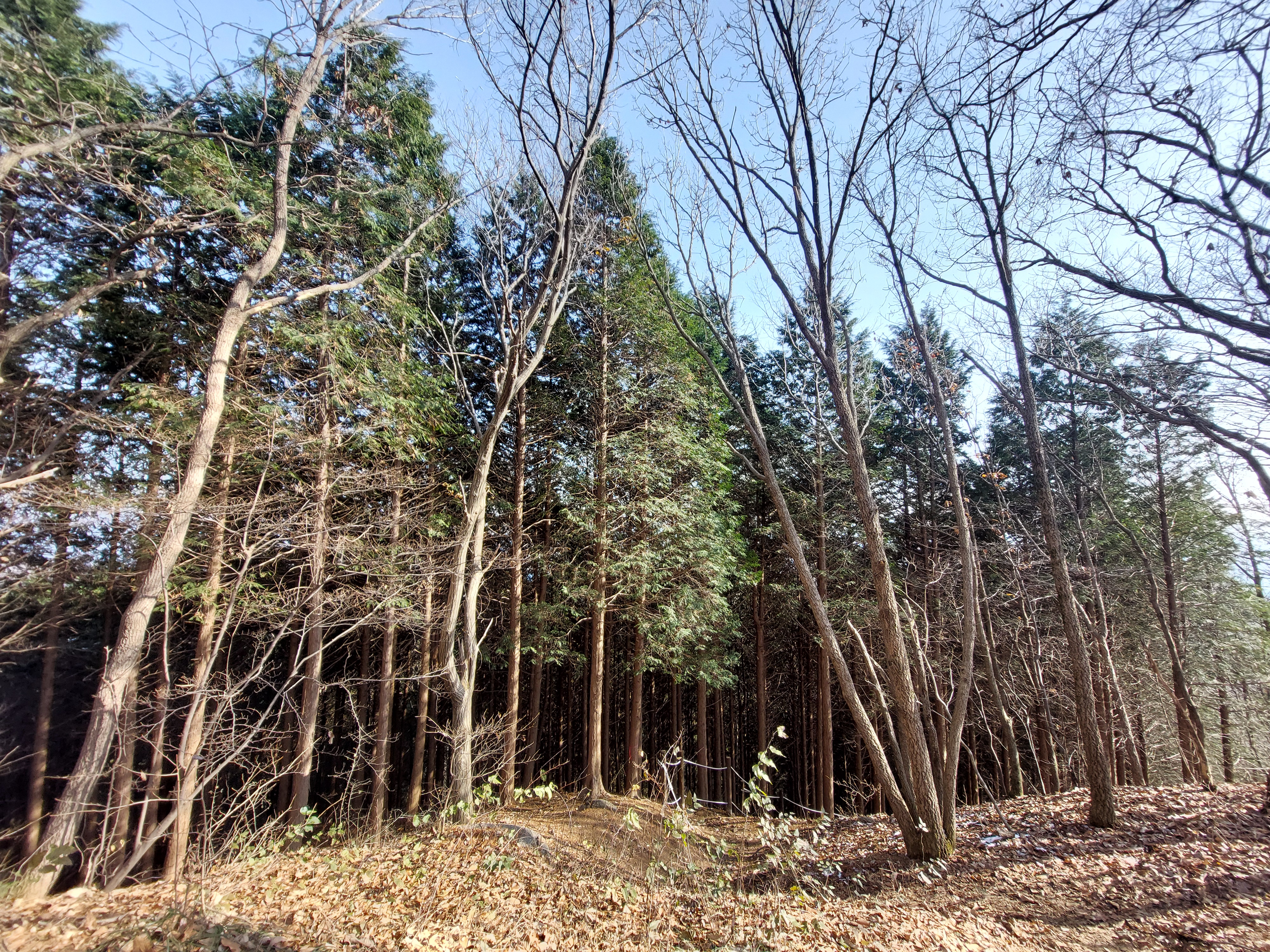 축령산
