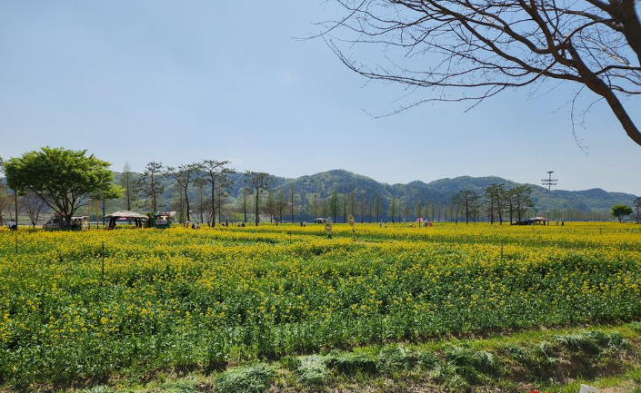 낙동강 유채꽃 개화상황1