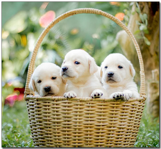 래브라도 리트리버 아기 강아지들