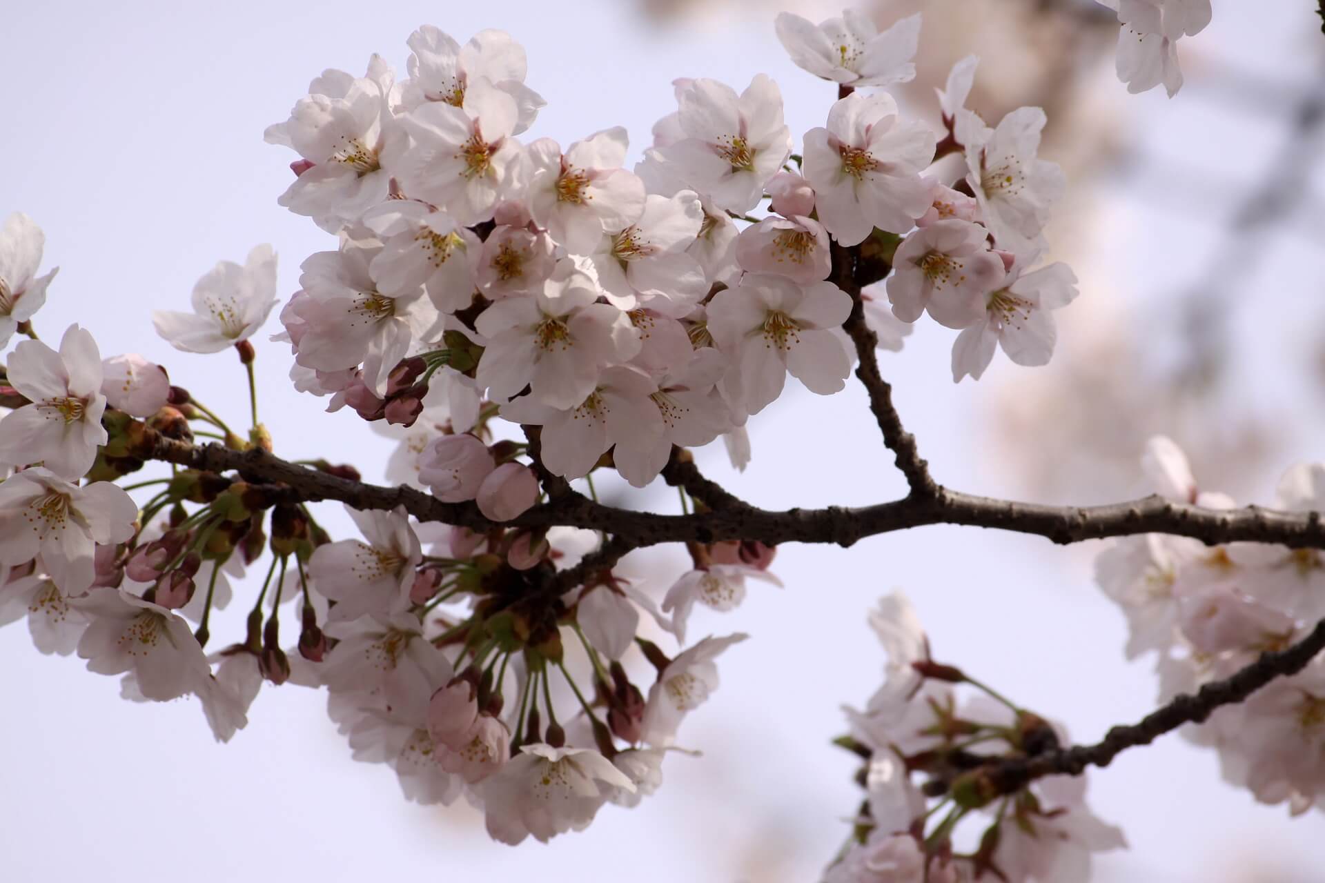 &lt;a href=&quot;https://pixabay.com/ko//?utm_source=link-attribution&amp;utm_medium=referral&amp;utm_campaign=image&amp;utm_content=4651521&quot;&gt;Pixabay&lt;/a&gt;로부터 입수된 &lt;a href=&quot;https://pixabay.com/ko/users/gray_rhee-11143452/?utm_source=link-attribution&amp;utm_medium=referral&amp;utm_campaign=image&amp;utm_content=4651521&quot;&gt;MH Rhee&lt;/a&gt;님의 이미지 입니다.