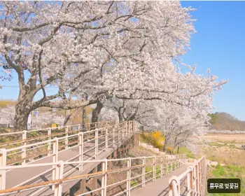 경주벚꽃축제_22