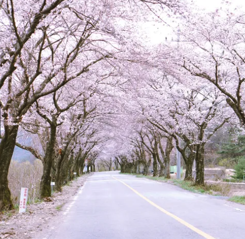 2025년 벚꽃 개화 시기&#44; 전국 벚꽃 명소 3분 정리