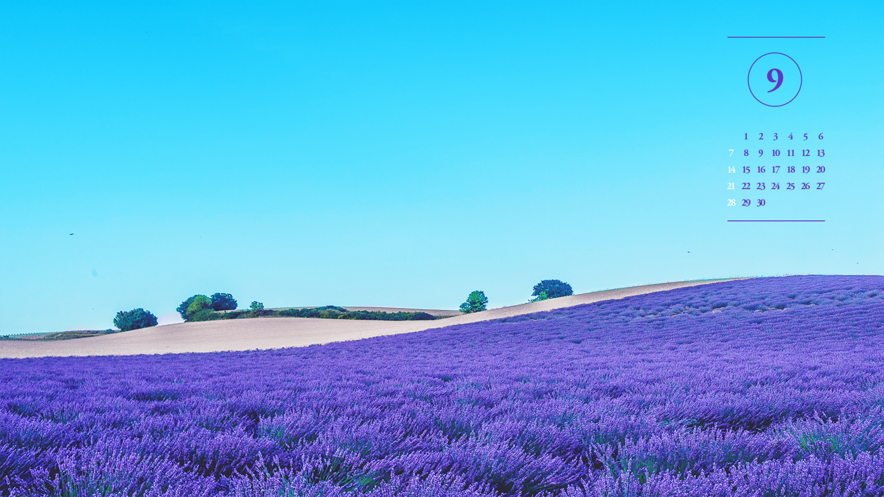 01 파란 하늘과 보라색 꽃 A - 2025년9월 노트북배경화면