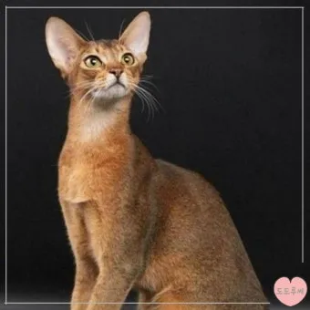 아비니시안 고양이 유전병_3