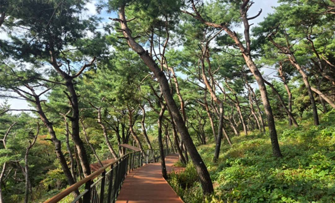 무장애길 전망대 갖춘 남산 하늘숲길 개방