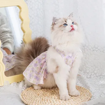"고양이
